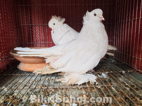 Hungarian house pigeon running pair